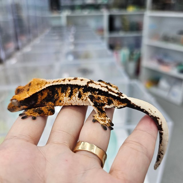 Tri Extreme Harlequin