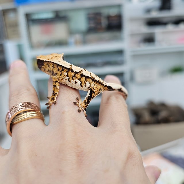 트라이 익스트림할리퀸