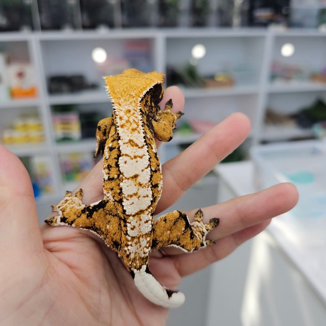 트라이 익스트림할리퀸