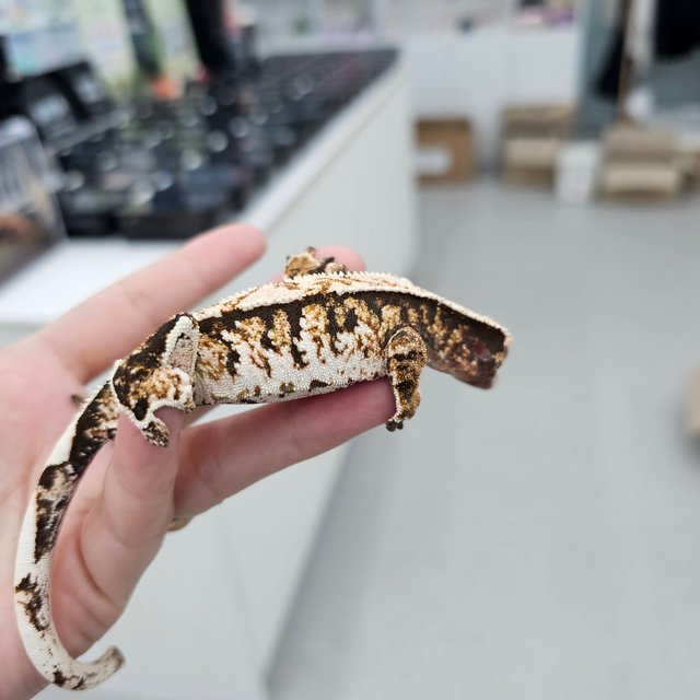 Tri Extreme Harlequin