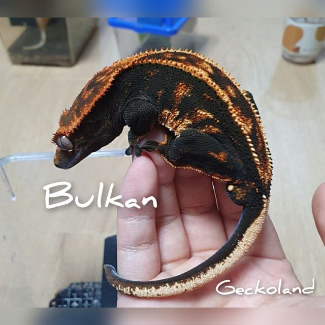 할로윈 다크