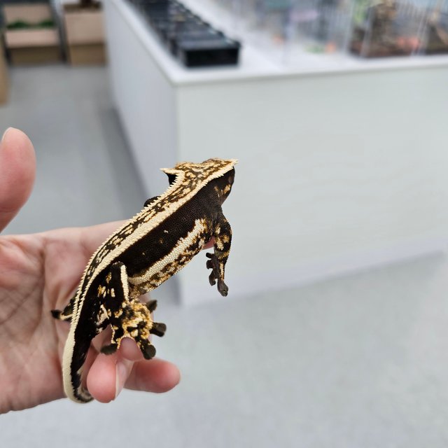 엠티백 슈퍼스트라이프 다크