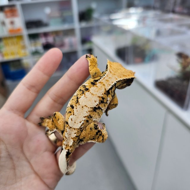 트라이 익스트림할리퀸