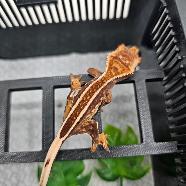 Empty Back Super Stripe