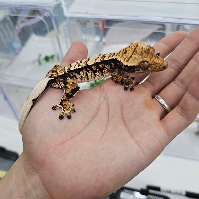 Tri Extreme Harlequin