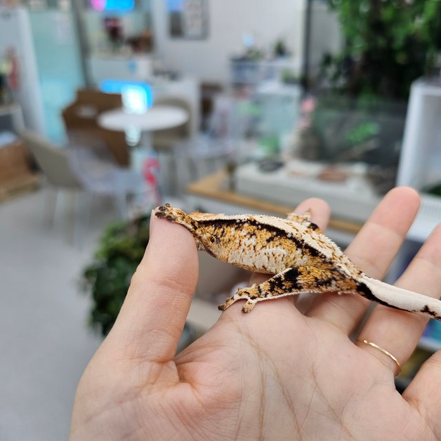 Drippy White Spot Tri Extreme Harlequin