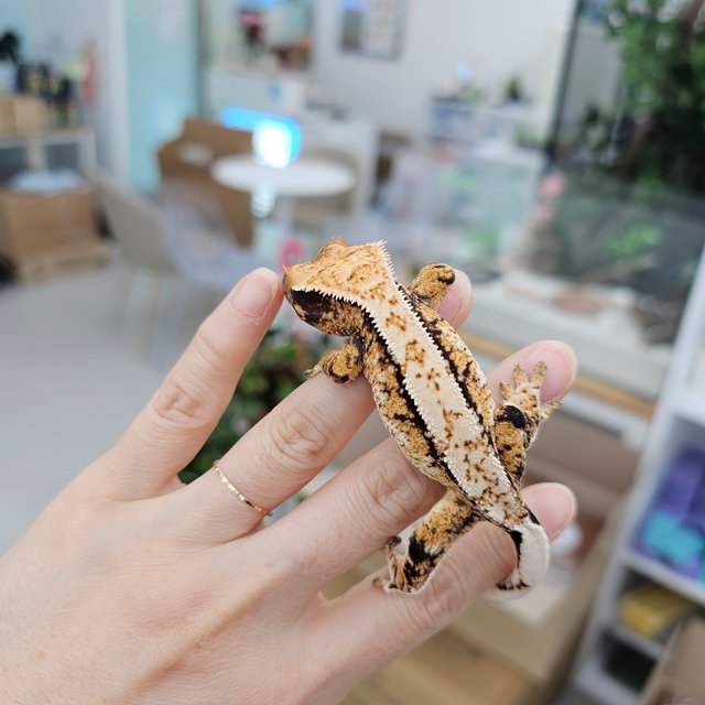 Drippy White Spot Tri Extreme Harlequin