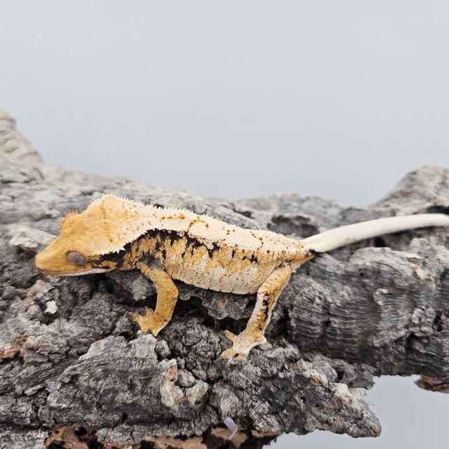 Tri Extreme Harlequin