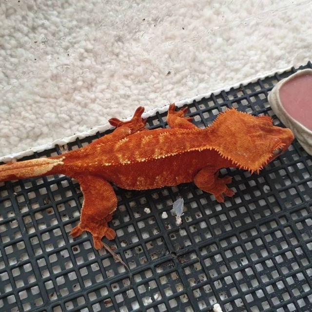 레드 할리퀸