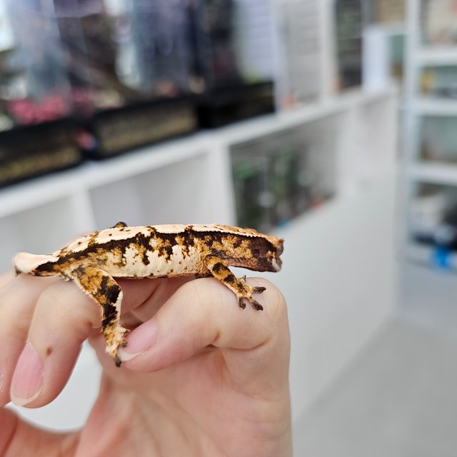 트라이 익스트림할리퀸