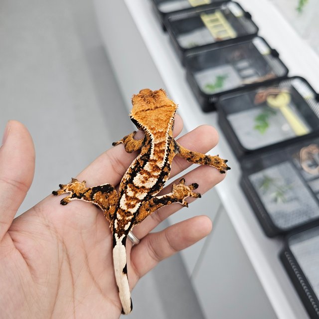 트라이 익스트림할리퀸 텐저린