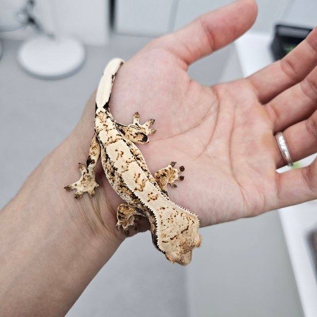 트라이 익스트림할리퀸