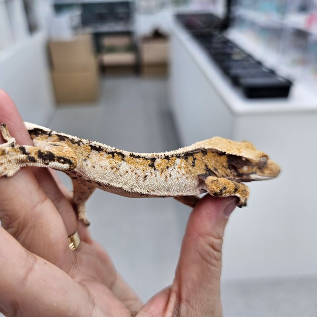 트라이 익스트림할리퀸 화이트스팟