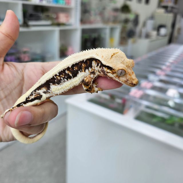 릴리화이트