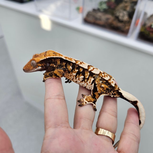 트라이 익스트림할리퀸