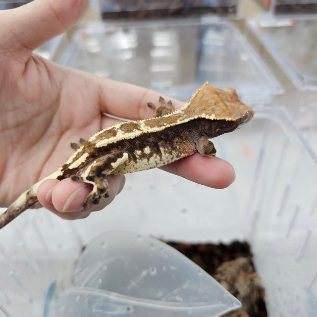 카푸치노 100%헷아잔틱