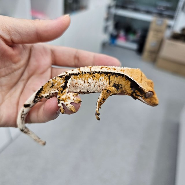 Extreme Harlequin Tri