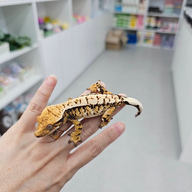 트라이 익스트림할리퀸