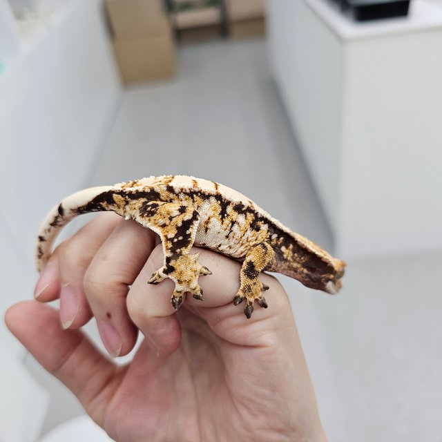 트라이 익스트림할리퀸