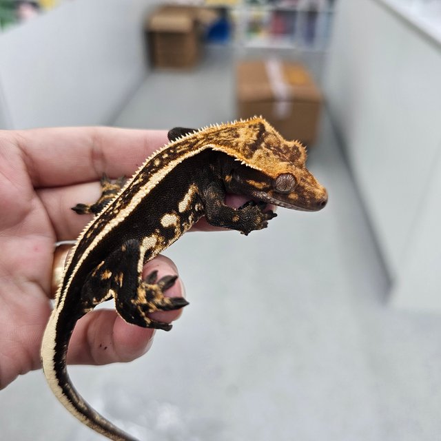 슈퍼스트라이프 엠티백