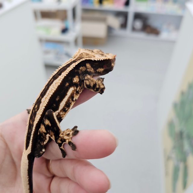 슈퍼스트라이프 엠티백