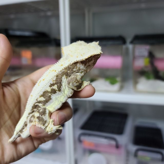 릴리화이트