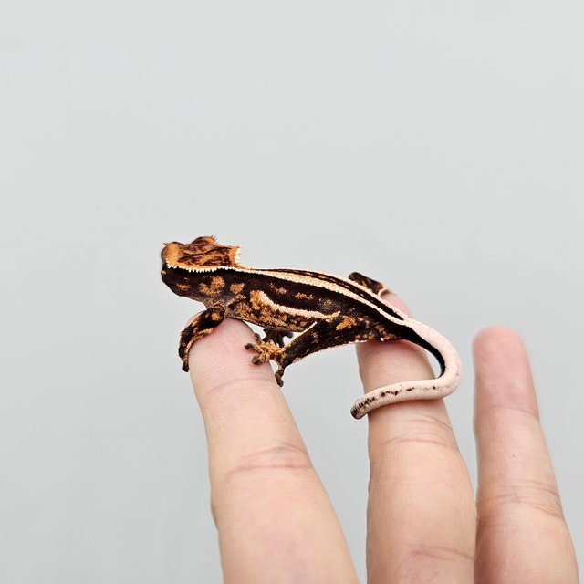 Empty Back Super Stripe