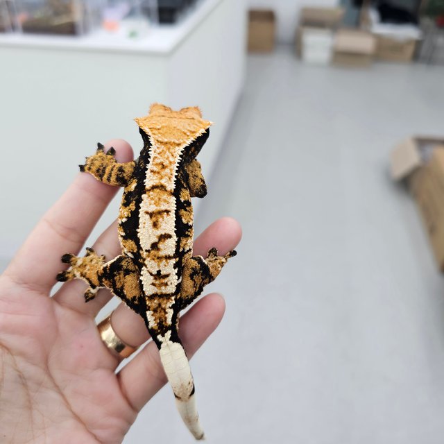 트라이 익스트림할리퀸