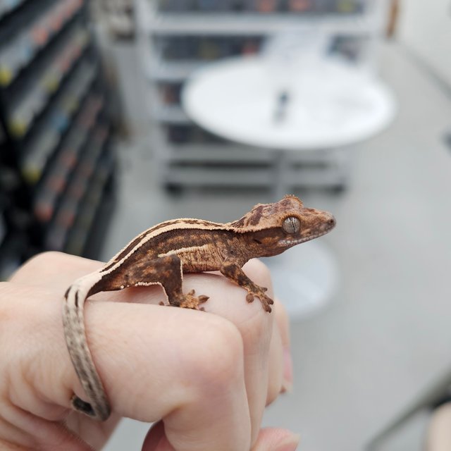 100% Het Axanthic Super Stripe