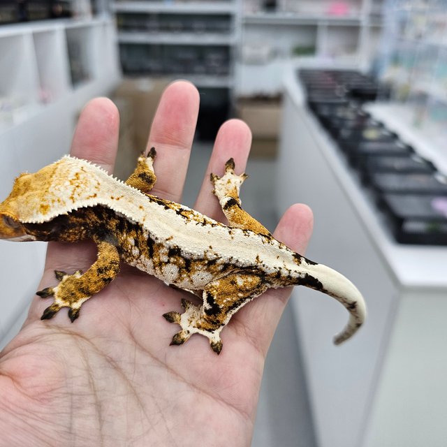 트라이 익스트림할리퀸