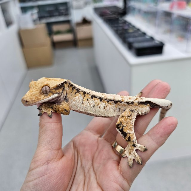 트라이 익스트림할리퀸 화이트스팟