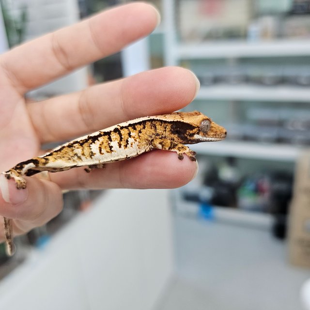 트라이 익스트림할리퀸