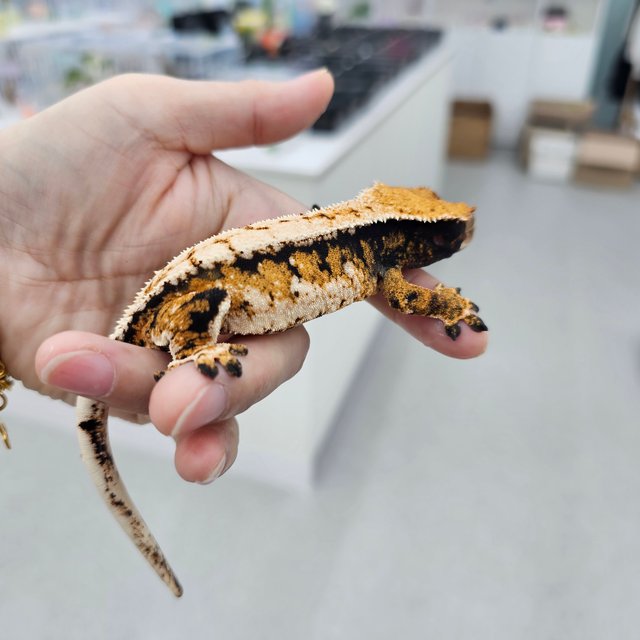 트라이 익스트림할리퀸