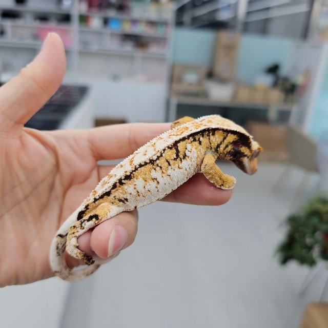 Tri Extreme Harlequin