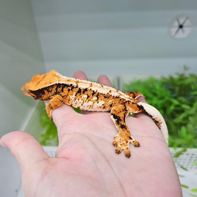 텐저린 트라이 익스트림할리퀸