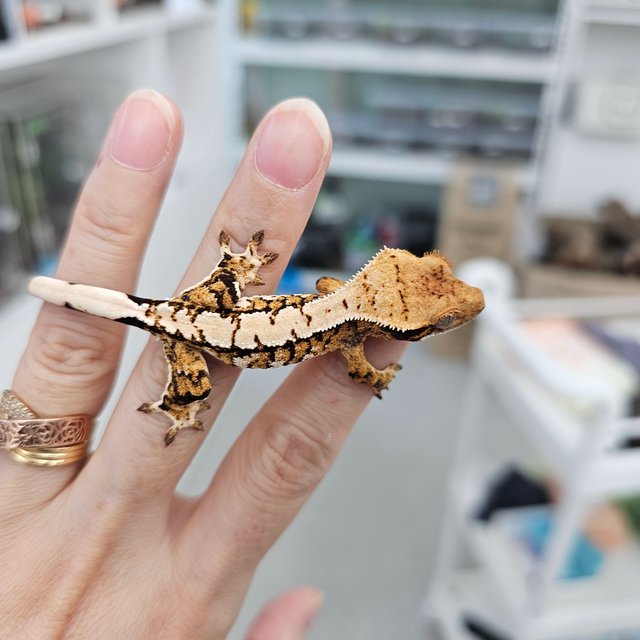 트라이 익스트림할리퀸