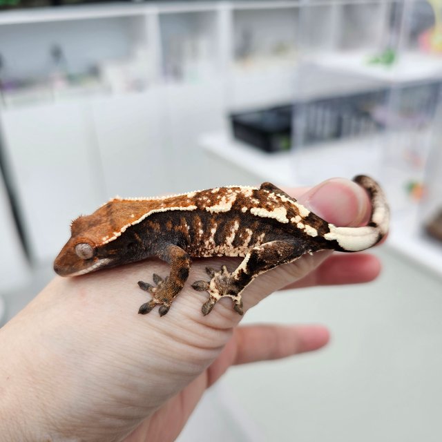 카푸치노 트라이