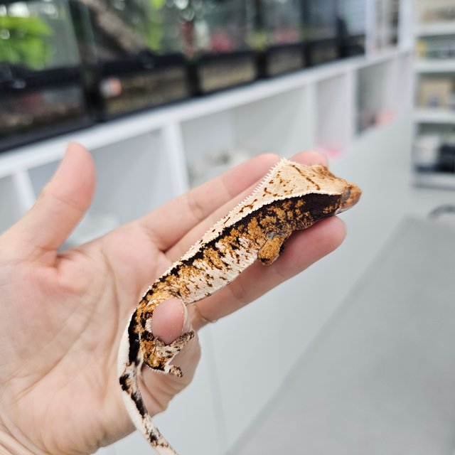 Tri Extreme Harlequin