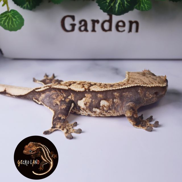 트라이 핀스트라이프