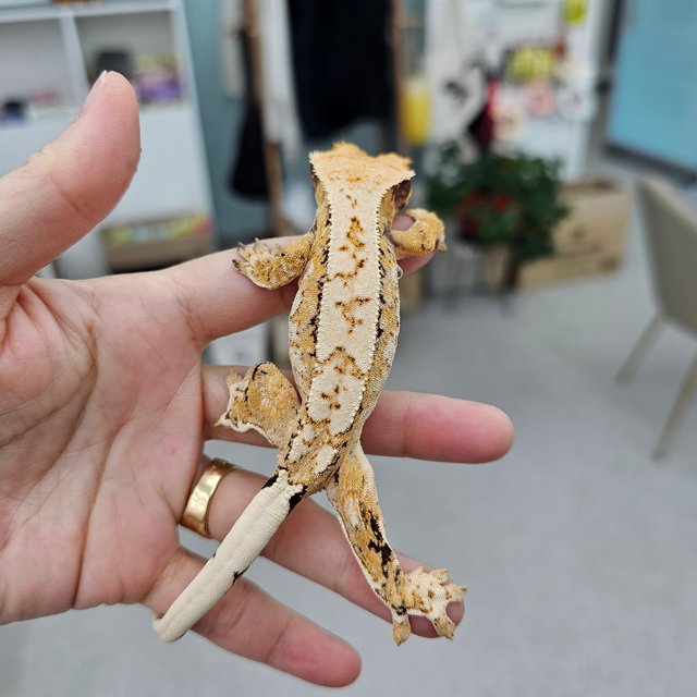 트라이 익스트림할리퀸 화이트스팟