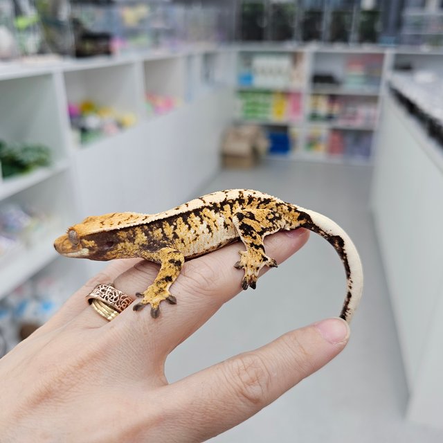 트라이 익스트림할리퀸