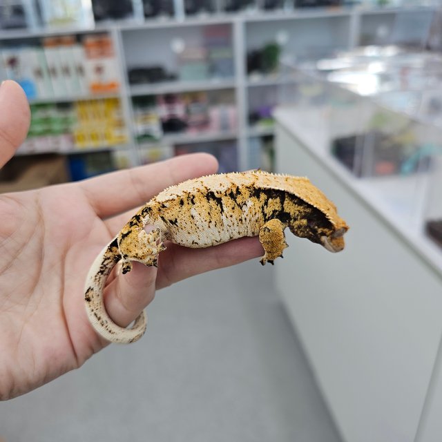 트라이 익스트림할리퀸