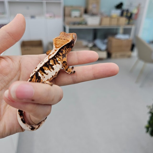 Tri Harlequin Tangerine