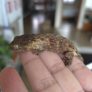 GTX 프리델 레드바