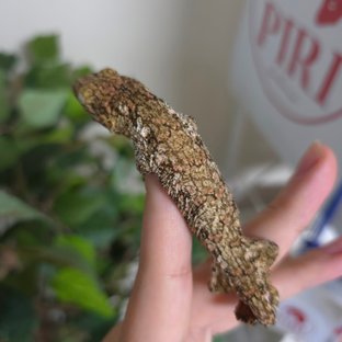 노멀 GTX 하이 컬러