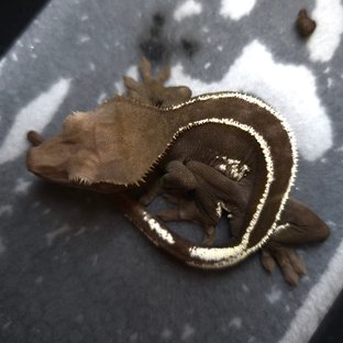 Axanthic