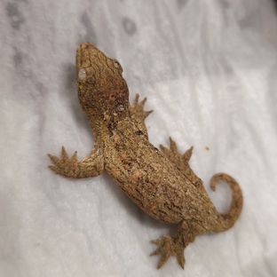 쥬피터 2세