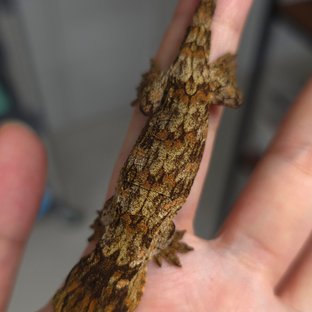 레드불2세