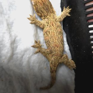 딸기라인