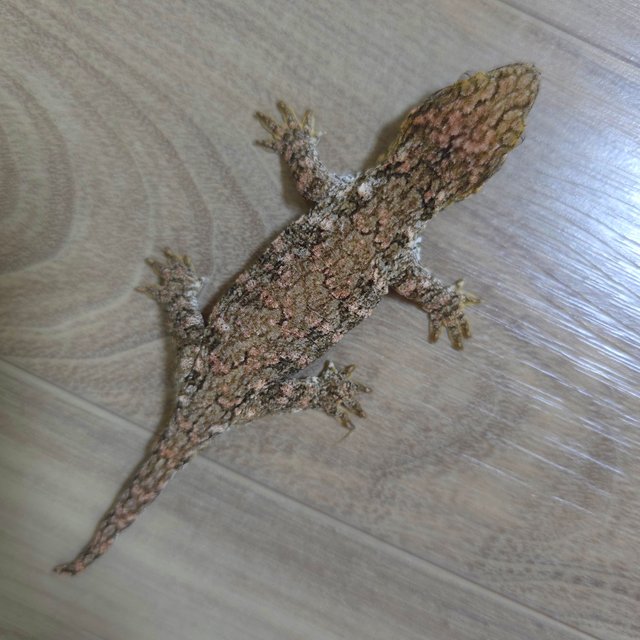 노멀 GTX 하이 컬러